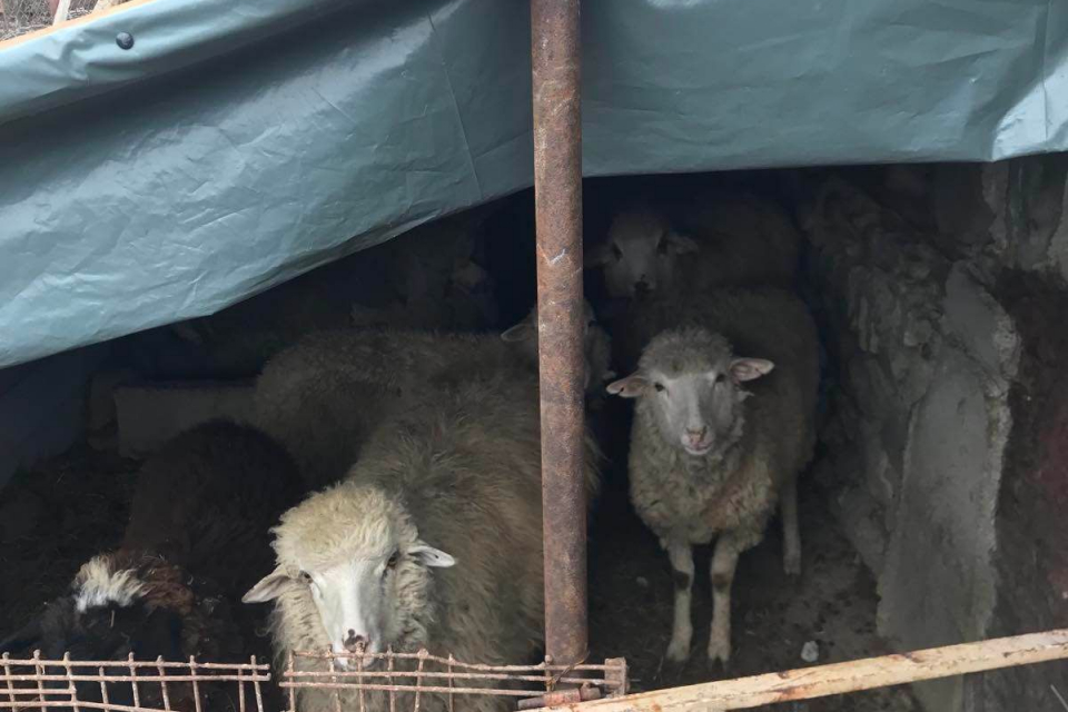Петима са задържани за кражба на животни на стойност 50 000 лева от ферма край град Сливен. Сигналът е получен на 16 януари в хода на специализирана операция...